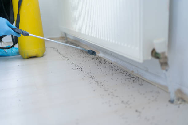 Best Termite Control Services  in Somerset, KY